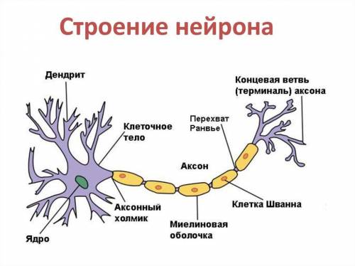 1.Какое значение имеет нервная система для организма? В чем заключается ее функции? 2.Назовите две о