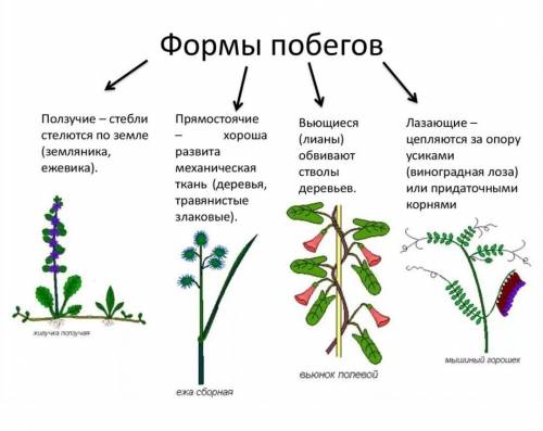 Предложите принципы классификации видов побегов. Распределите их по группам в соответствии с этими п