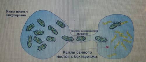 Рассмотрите эксперимент с инфузориями - одноклеточными животными. Определите, что является в этом оп