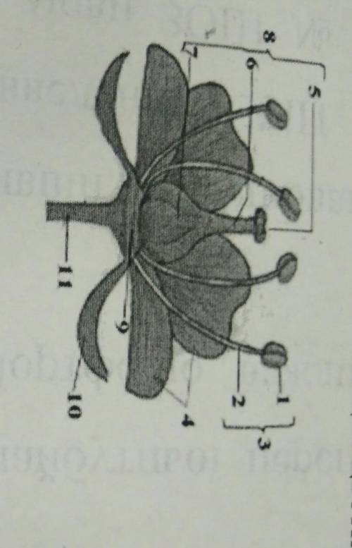 12. Опишите составляющие цветка​
