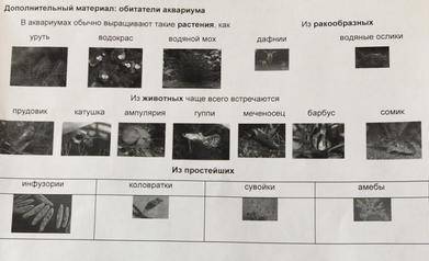 Составить 4 цепи питания имея только эти организмы