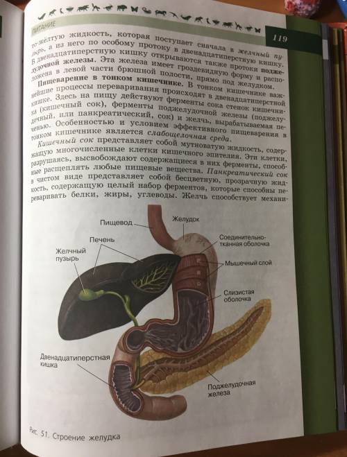 Биология 8 класс. Пасечник, Каменский, Швецов. Параграф 26 (конспект