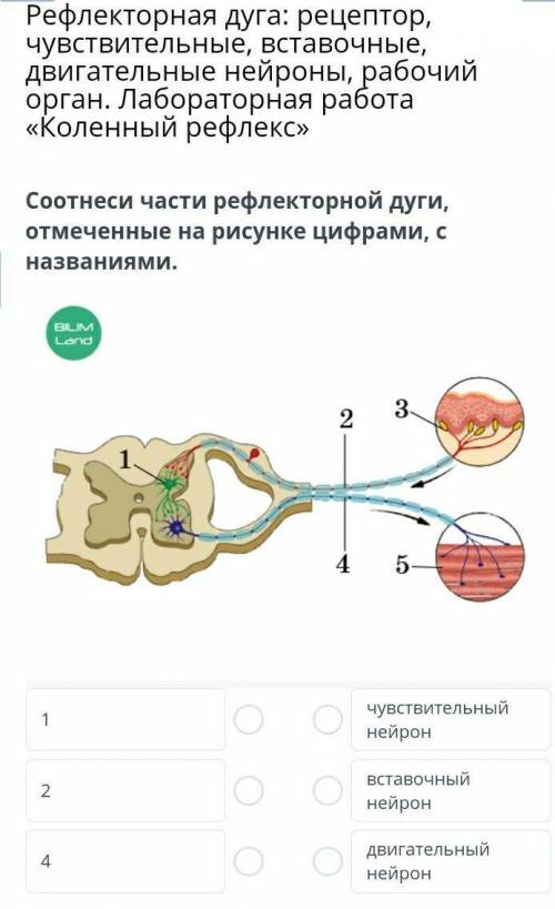 Рефлекторная дуга: рецептор, чувствительные, вставочные, двигательные нейроны, рабочий орган. Лабора