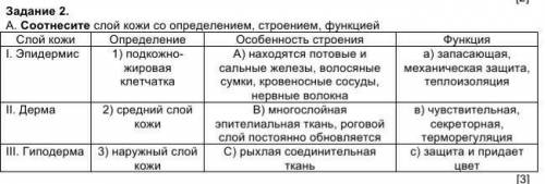 А. Соотнесите слой кожи со определением, строением, функцией сор​