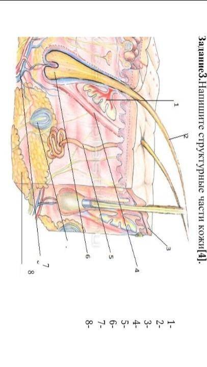 Напишите структурные части кожи1-2-3-4-5-6-7-8-​
