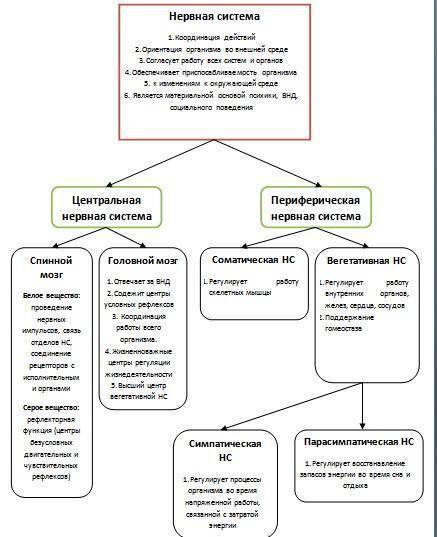 Развернутая схема ,,Значение нервной системы​