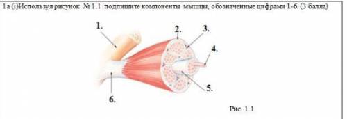 Используя рисунок № 1.1 подпишите компоненты мышцы, обозначенные цифрам