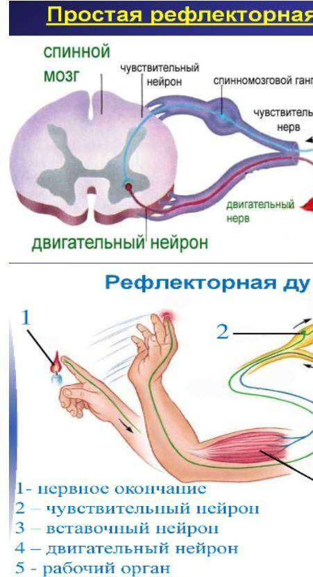 -изучи выше представленные рисунки, найди отличие и определи, к каким рефлексам относятся данные изо