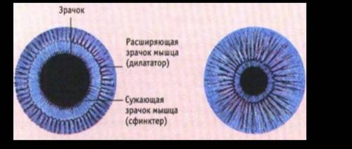 Используя рисунок, опишите с чем связано два различных состояния зрачка глаза.​