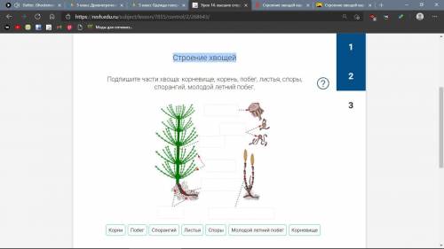 надо подписать части хвоща