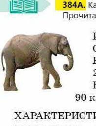 384A. Какая информация обычно содержится в досье? Прочитайте досье” слона. ИМЯСлон.РОСТ, ВЕС2,7 м;