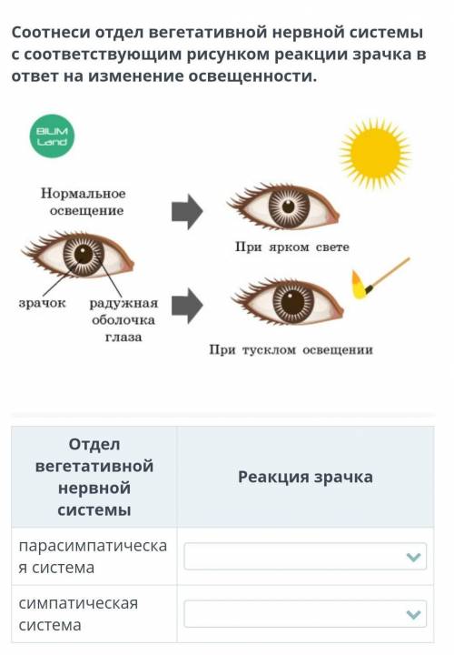 Помагите Биология В двух вопросов вот такие варианты ответов 1)при ярком свете сужается2)при тусклом