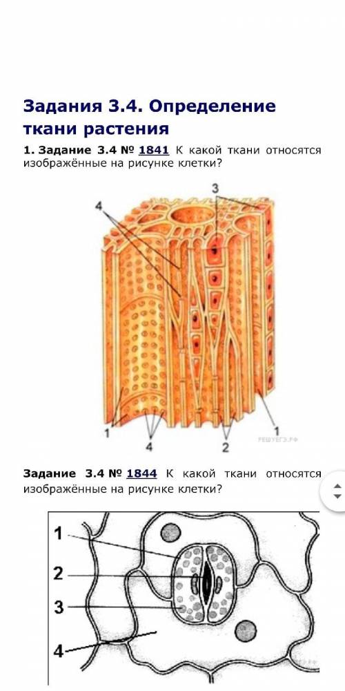 К какой ткани относятся изображённые на рисунке клетки?