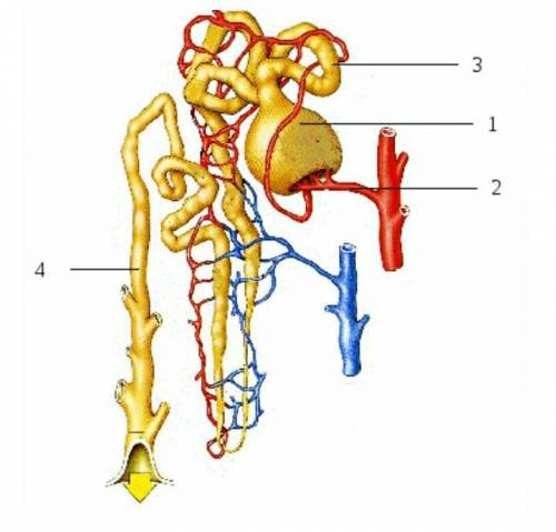 . Найди нужные термины и подпиши рисунок: 1 — собирательная трубочкаизвитой каналецприносящая артери