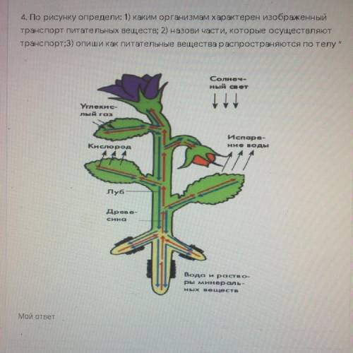 4. По рисунку определи: 1) каким организмам характерен изображенный транспорт питательных веществ; 2