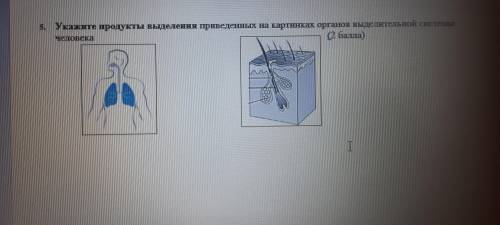 Укажите продукты выделения приведённых на картинках органов выделительной системы человека