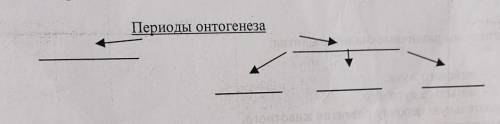 Заполнить таблицу периоды онтогеза​