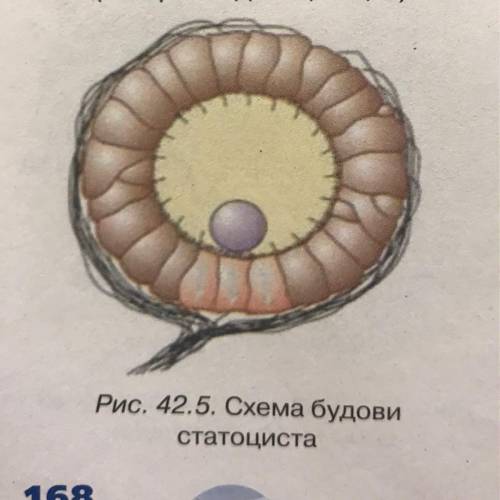 Який механізм роботи статоциста за цим малюнком ть будь ласка ів