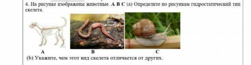 На рисунке изображены животные ABS Определите По рисункам греческий тип​