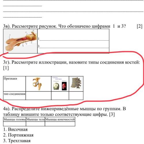 Рассмотрите иллюстрации, назовите типы соединения костей: [1] Признаки тип соединения