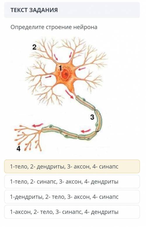 Подпишите на рисунке части нервной клетки биология 7 класс