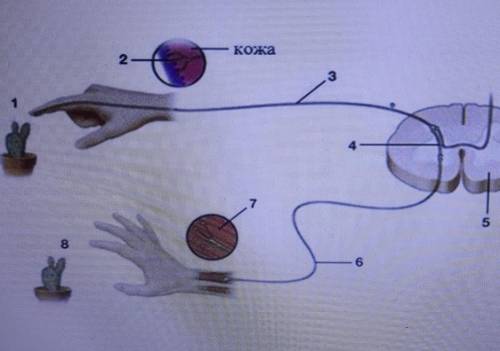 Задание 4. Подпишите звенья рефлекторной дуги, обозначенные на рисунке цифрами 2- 7koka286​