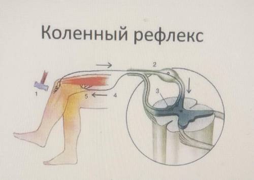 Рассмотрите схему рефлекторной дуги коленного рефлекса. Коленный рефлексА) запиши названия всех звен