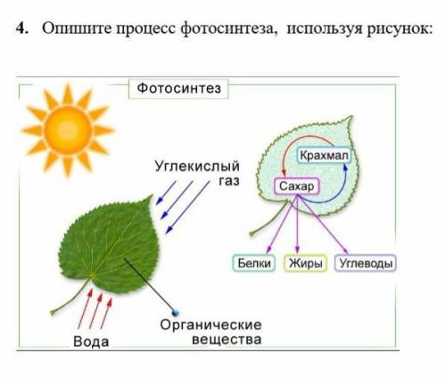 Опишите процесс фотосинтеза, используя рисунок: