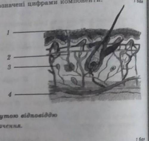 Потрібно підписати будову шкіри​