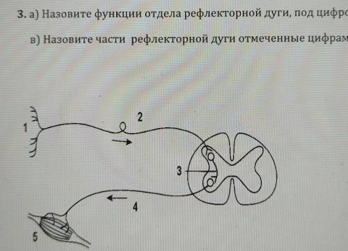 3. а) Назовите функции отдела рефлекторной дуги, под цифрой 4 в) Назовите части рефлекторной дуги от