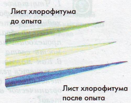 Почему лист окрасился в синий цвет: в процессе фотосинтеза образовался крахмалв процессе дыхания обр