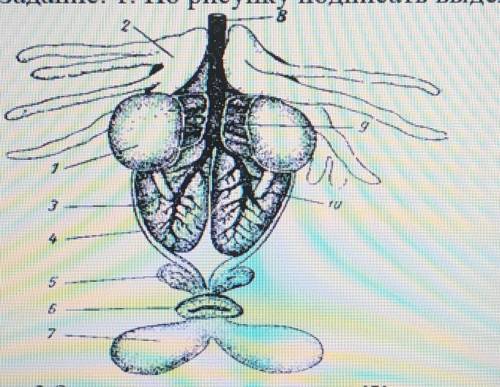 По рисунку подписать выделительную систему земноводных​