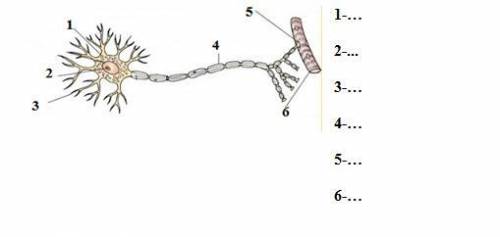 ПО РИСУНКУ ОПРЕДЕЛИТЕ И ПОДПИШИТЕ ЧАСТИ НЕЙРОНА