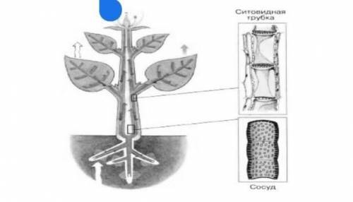 Укажите вещества, которые транспортируются по ситовидным трубкам флоэмы и сосудам ксилемы растений.