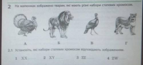 2.1 Установіть, які набори статевих хромосом відповідають зображенням.​