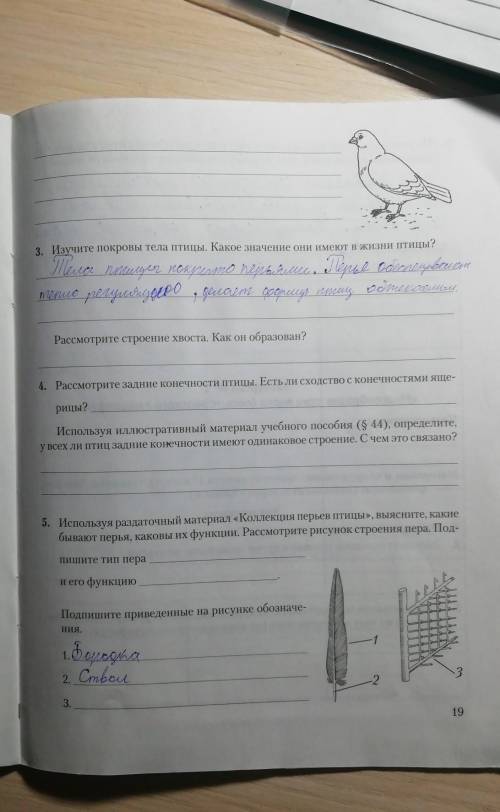 лабораторная работа №5 при к полету во внешнем строении птиц. строение перьев птиц. 8 класс биоло