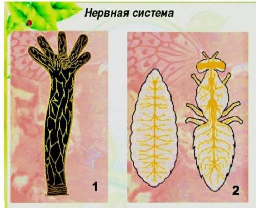 Назовите типы нервной системы животных, и их значение изображенные на рисунке. ​