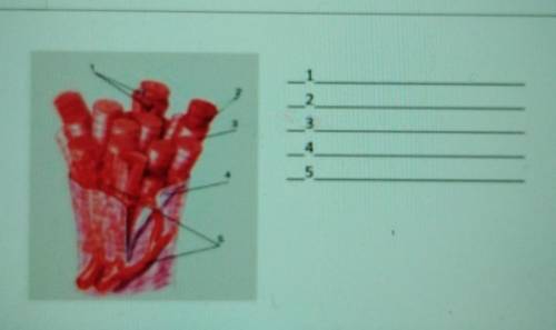 Задание 3а) Назовите составные части мышечной ткани​