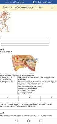 Соотнесите строение и функции слухового аппарата. 1)Наружное ухо, 2) Среднее Ухо, 3)Внутреннее ухо