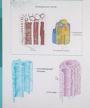 Опишите, какие функции выполняют Проводящие и Ситовидные трубки растений.​