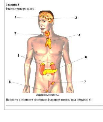 Назовите и опишите основную функцию железы под номером 6
