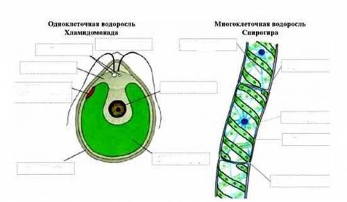 Рассмотрите изображения представителей отдела Зеленые водоросли –хламидомонады и спирогиры. Обозначь