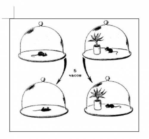 Ученики провели эксперименты. ответьте на вопросы:(а) О каком процессе свидетельствует опыт? (b) Как