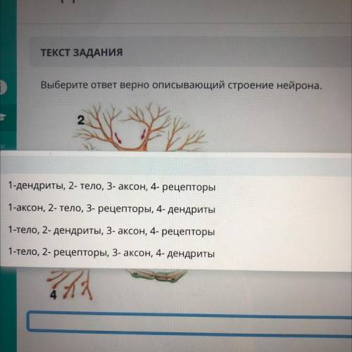 Выберите ответ верно описывающий строение нейрона.
