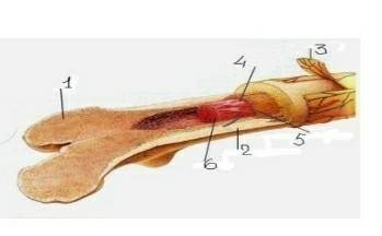 Рассмотрите рисунок. Что обозначено цифрами  1-6 ?​