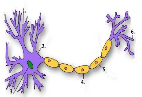 5. Определите компоненты нервной клетки по картинке.