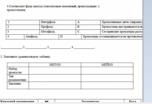 .Соотнесите фазы митоза относительно изменений, происходящих с хромосомами . Заполните сравнительную