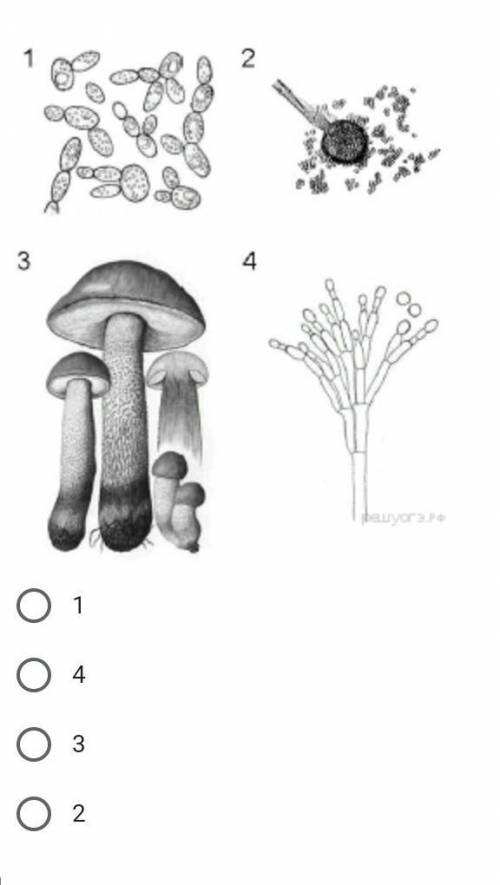. 1. (рисунок) На какой картинке представлен отрывок клетки дрожжей?2. Верны ли следующие утверждени