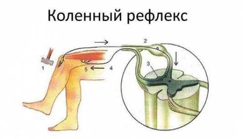 Рассмотрите схему рефлекторной дуги коленного рефлекса. А) запиши названия всех звеньев рефлекторной