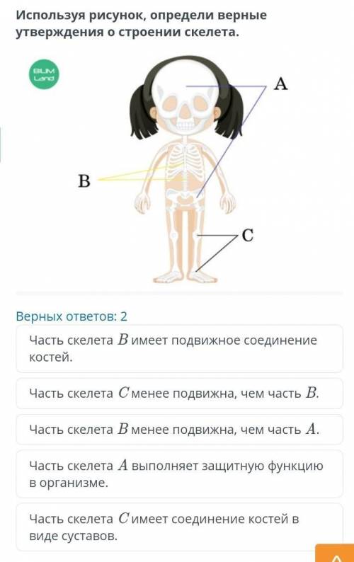 ЕСТЕСТВОЗНАНИЕ 6 КЛАСС Строение скелета человека Используя рисунок, определи верные утверждения о ст